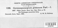 Gymnosporangium globosum image